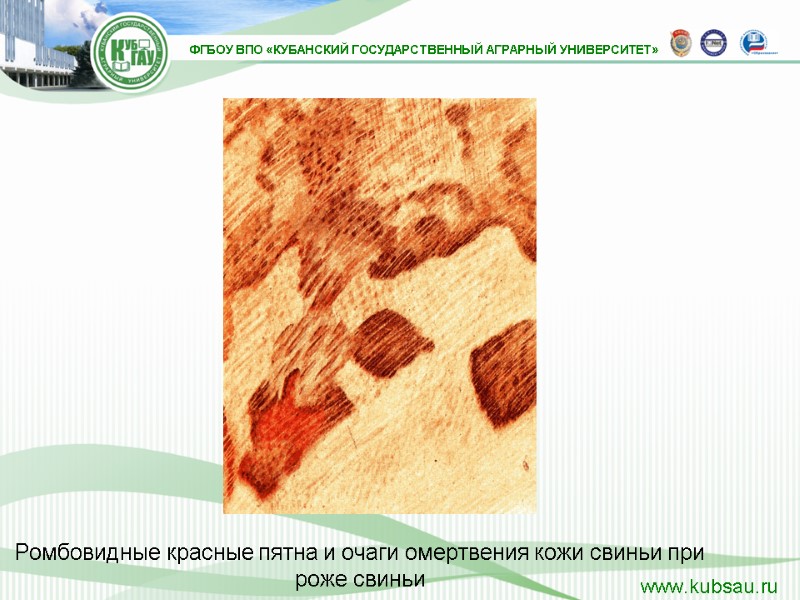 Ромбовидные красные пятна и очаги омертвения кожи свиньи при роже свиньи